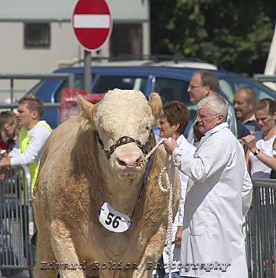 Cattle at Bakewell Show
