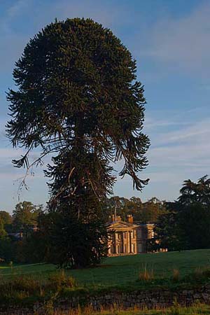 Photograph   from    Calke Abbey 