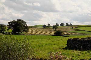 Photograph  hartington area - parsley hay