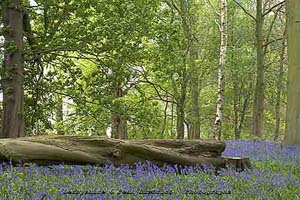 Photograph bluebells at Kedleston  