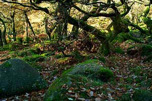 Photograph   from Padley Gorge in Derbyshire