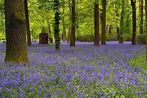Photograph from bluebells at renishaw